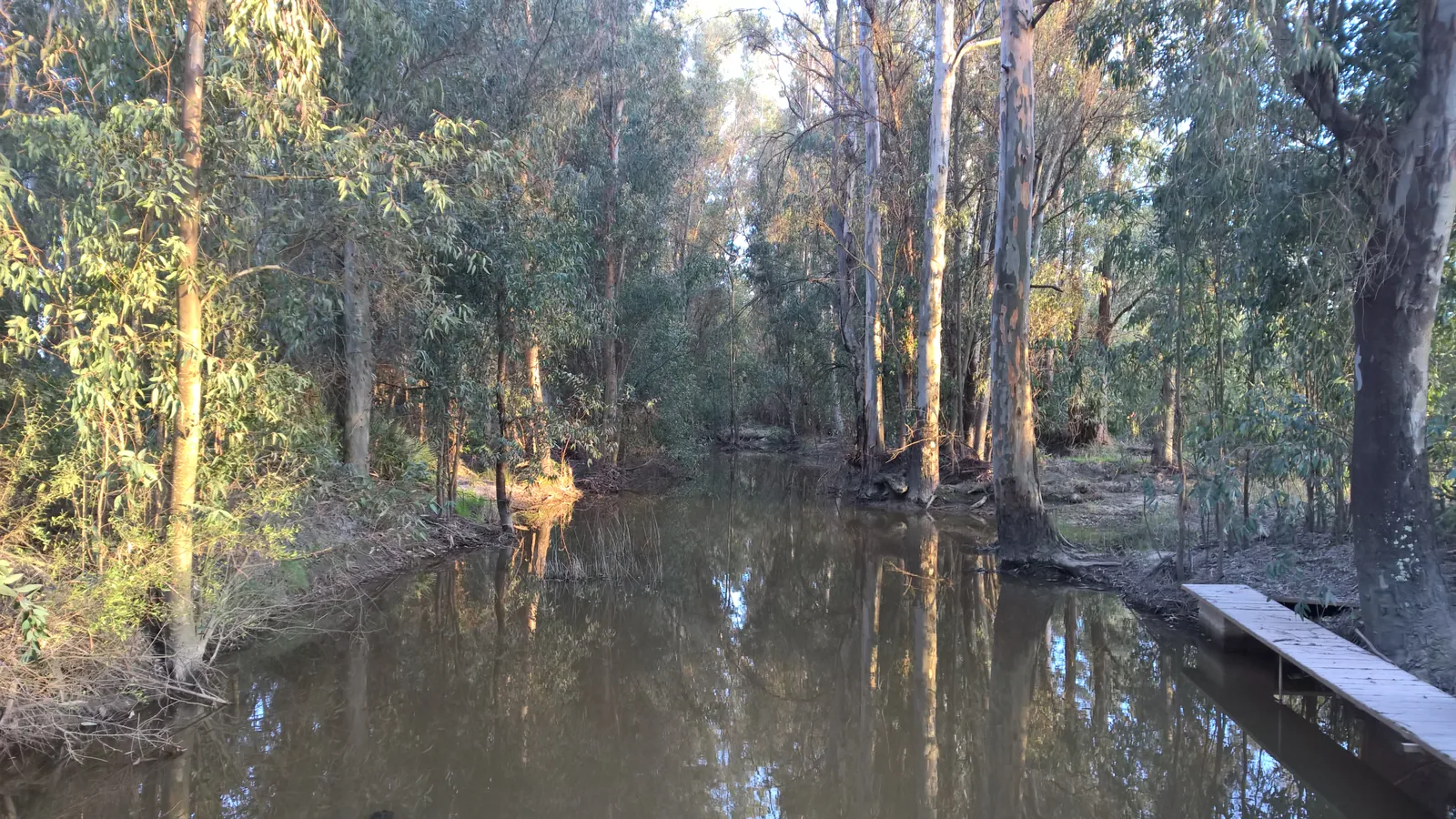 Arroyo de la Rocina, en el Parque Natural de Doñana, uno de los principales aportes de agua del parque nacional