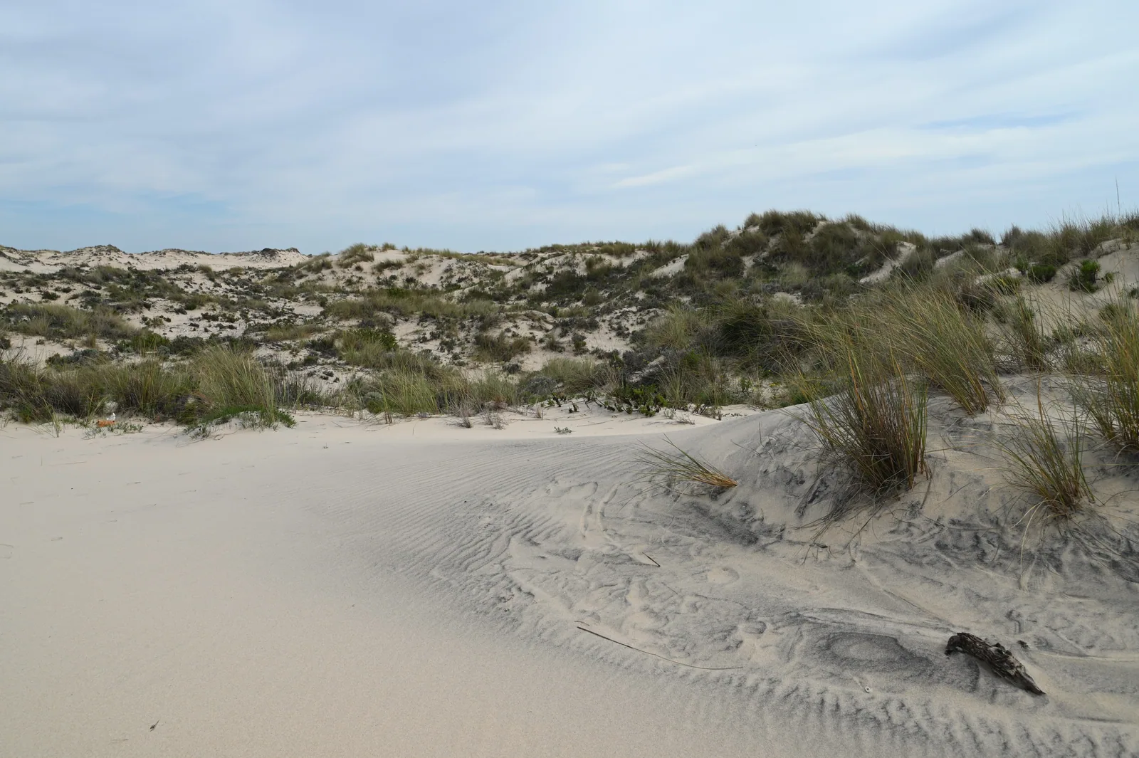 Dunas con barrón (Calamagrostis arenaria) al sureste de Matalascañas, en el Parque Nacional de Doñana