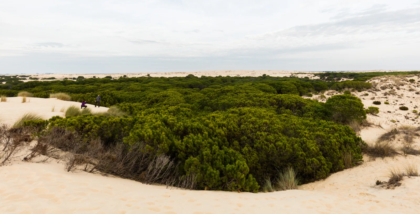 Duna móvil avanzando sobre un corral de pinos piñoneros en Doñana (Huelva)