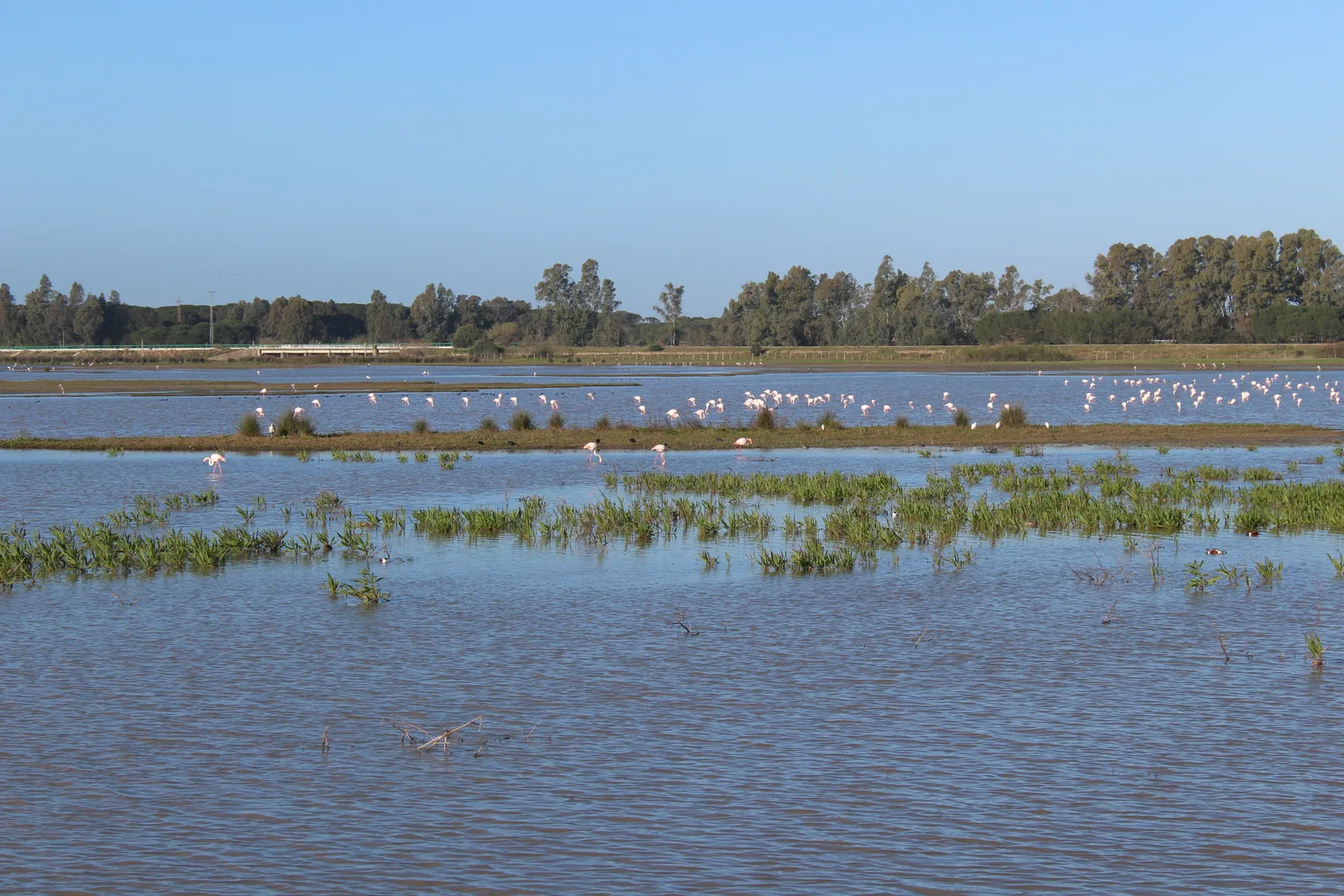 Flamencos en las marismas de Doñana