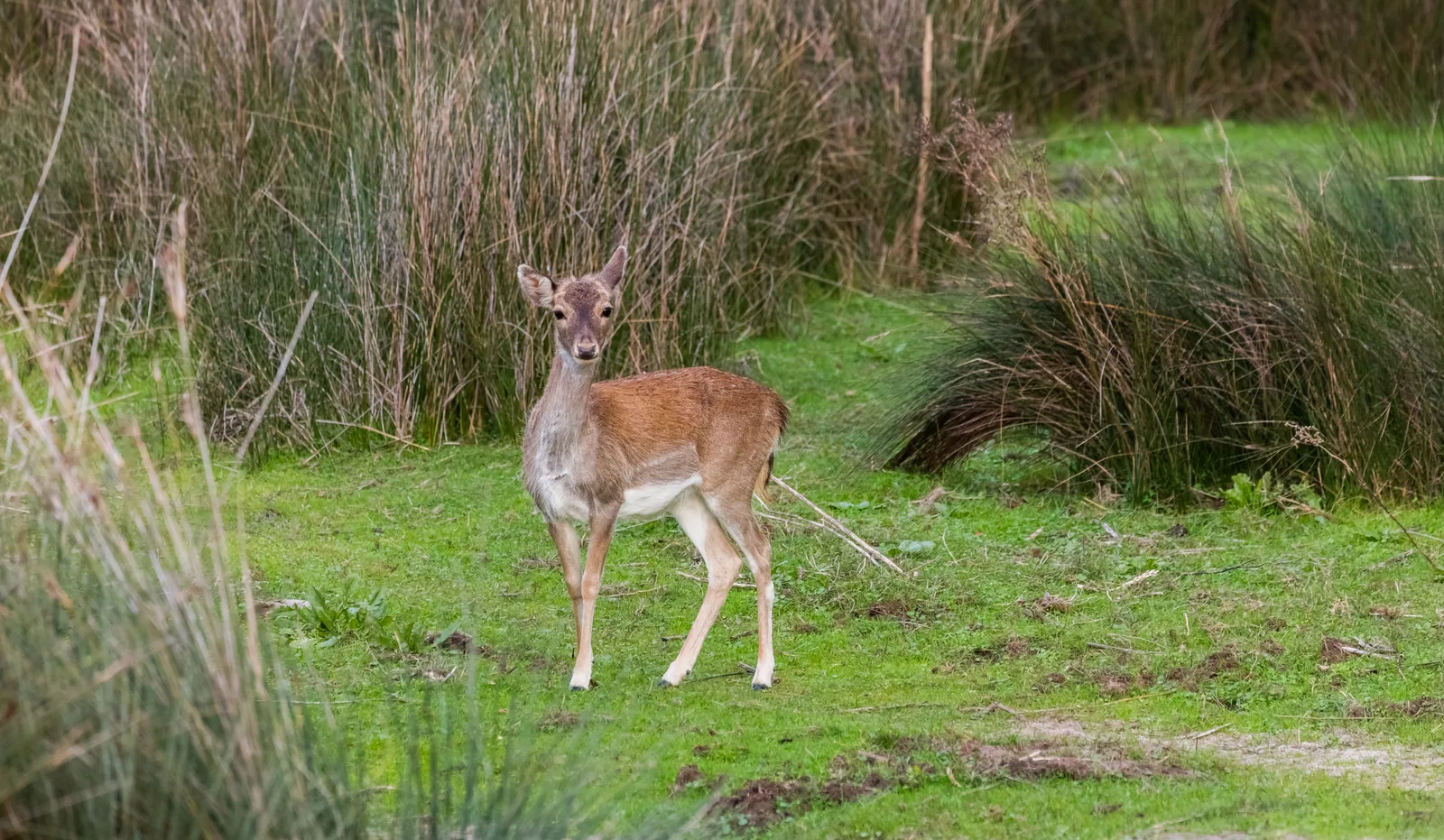 Gamo entre el matorral en el Parque Natural de Doñana (Huelva)