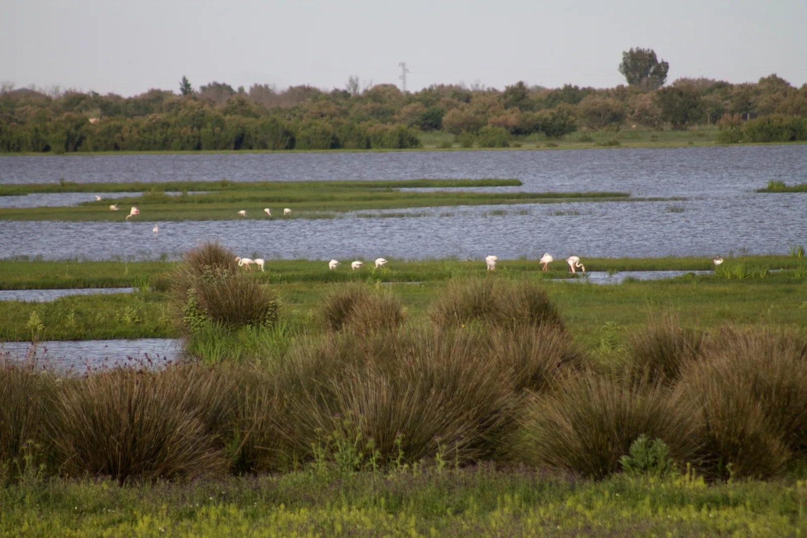 Marismas de Doñana con agua, en el Espacio Natural de Doñana