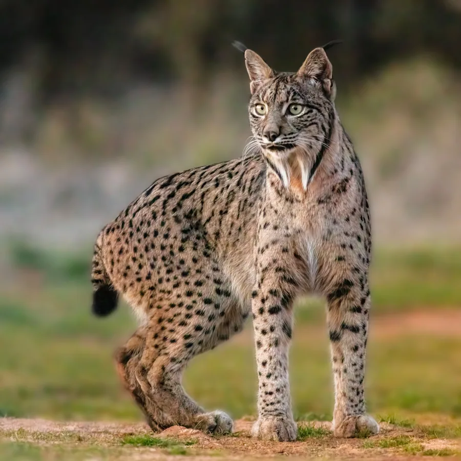 Lince ibérico, especie emblemática de Doñana
