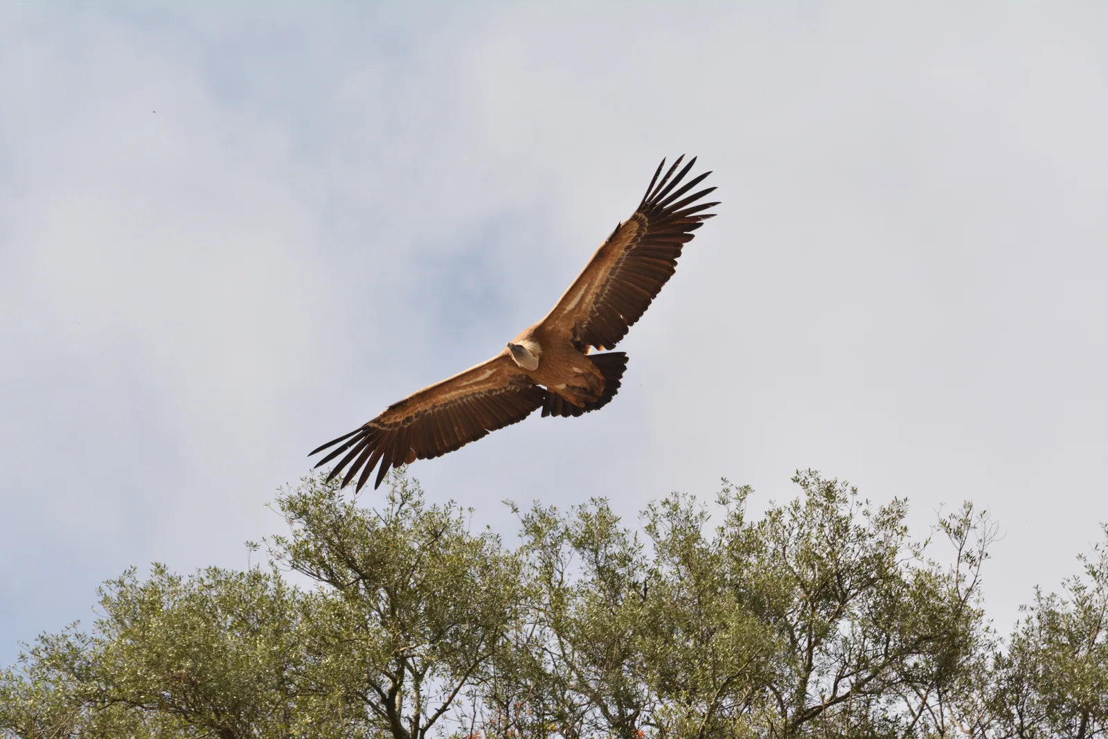Buitre leonado en vuelo sobre Monfragüe
