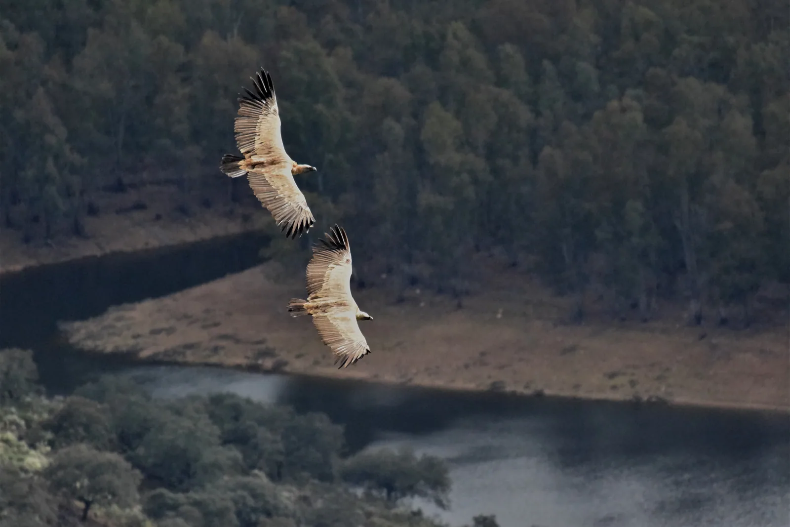 Dos buitres leonados sobre el Tajo, vistos desde el castillo de Monfragüe