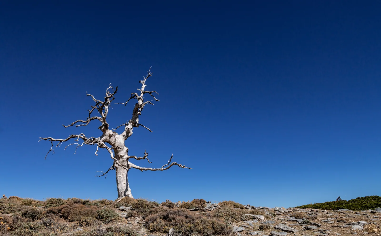 Árbol seco cerca del pico Torrecilla, techo de la Sierra de las Nieves
