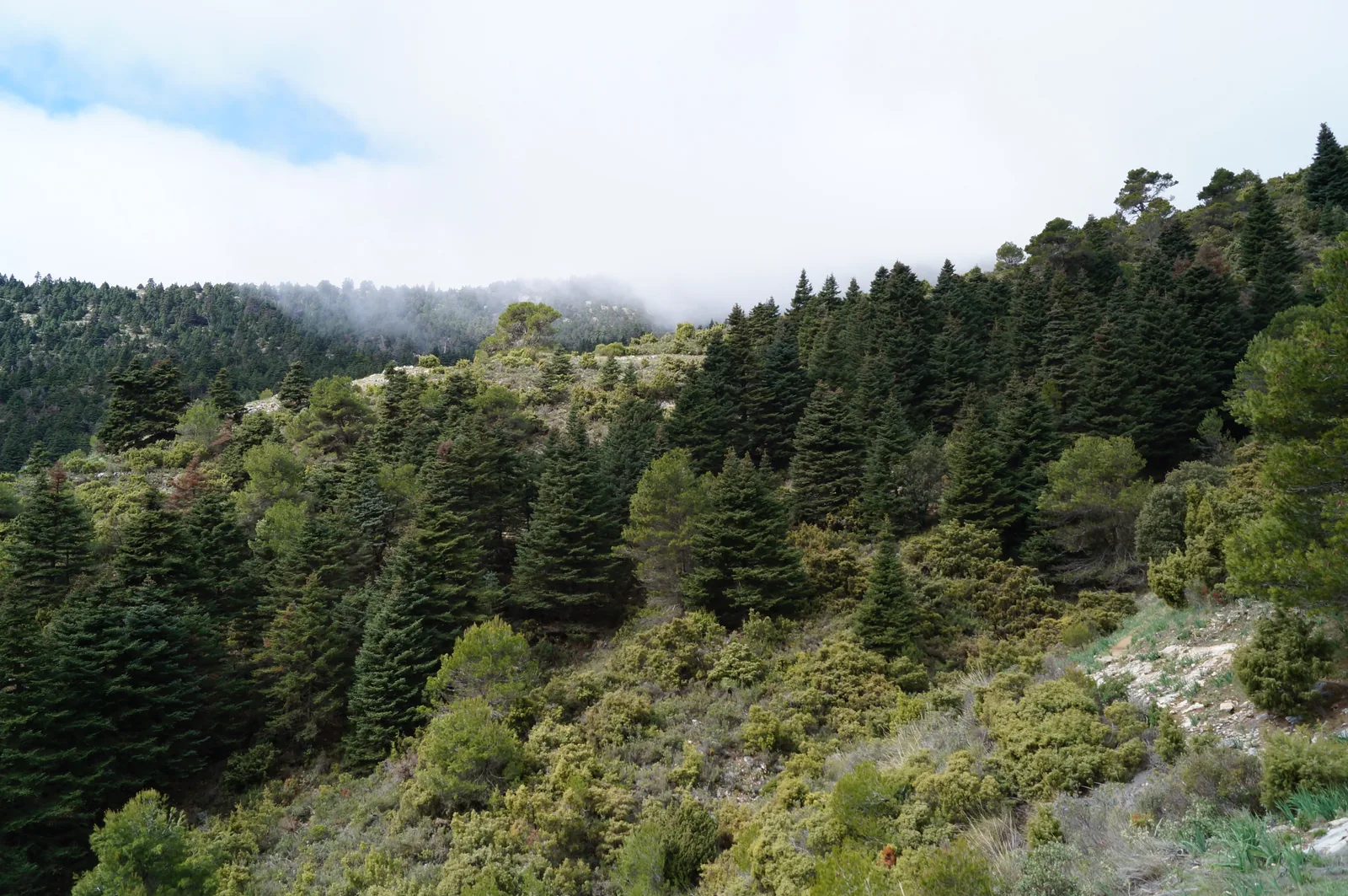 Pinsapar de la Sierra de las Nieves en el término de Yunquera (Málaga)