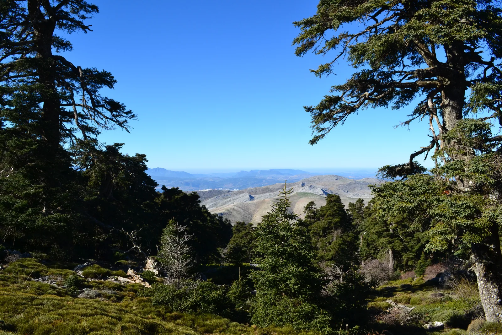 Pinsapos en la Cañada del Cuerno, en la Sierra de las Nieves