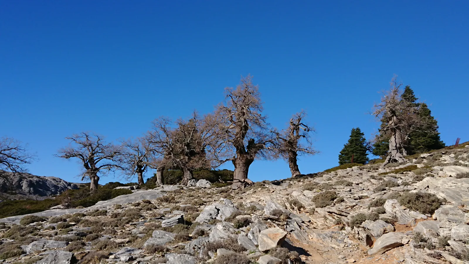 Quejigos en Los Quejigales, en la Sierra de las Nieves