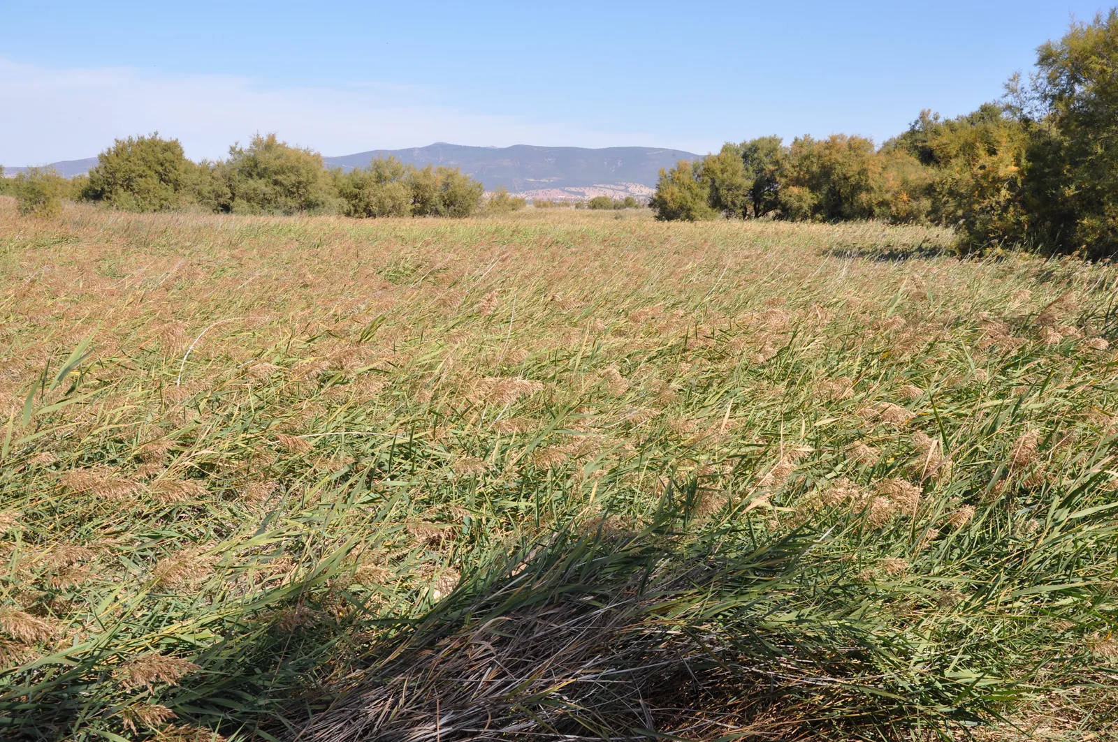 Carrizal en el Parque Nacional de las Tablas de Daimiel