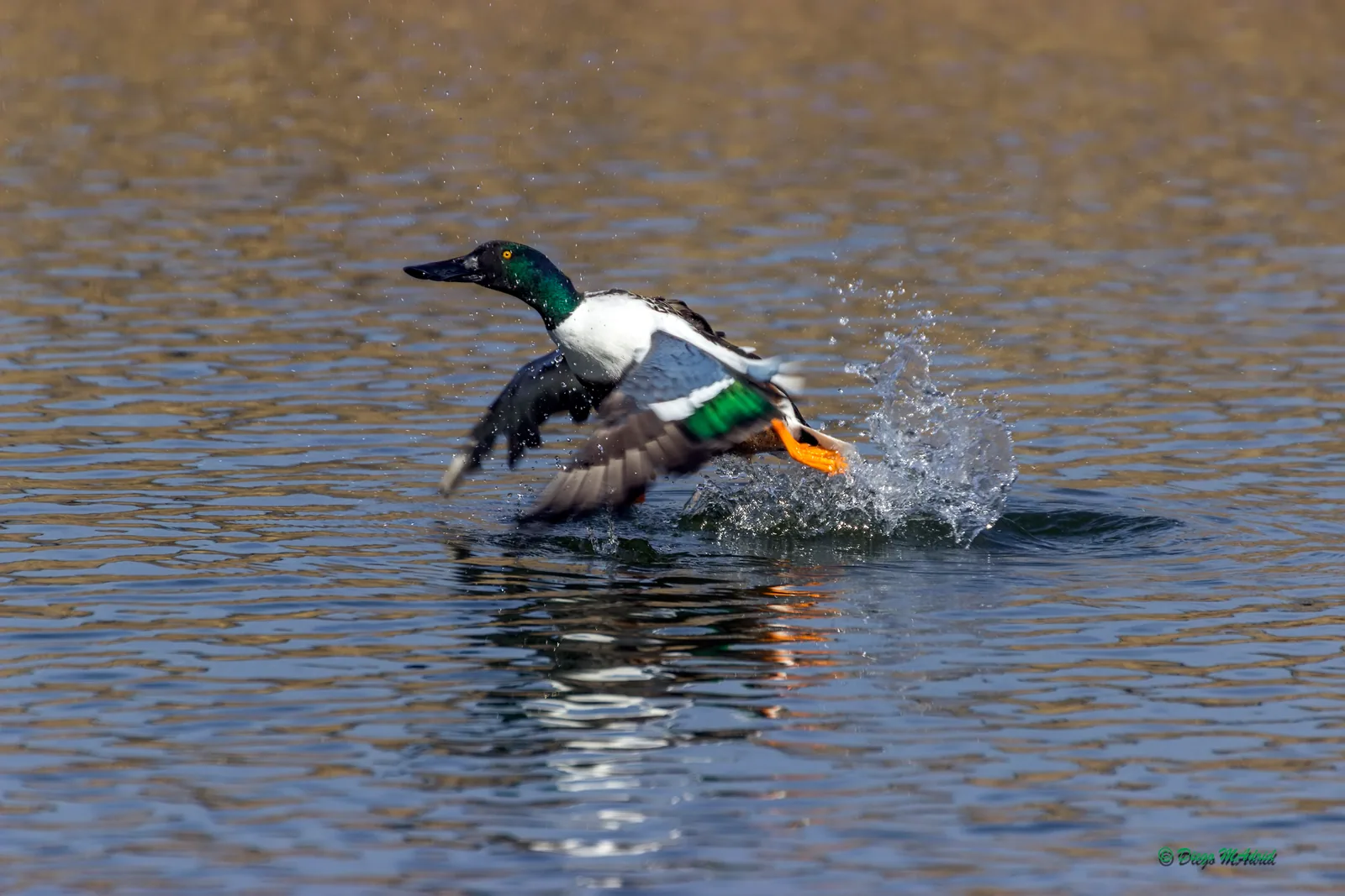 Pato cuchara en las Tablas de Daimiel