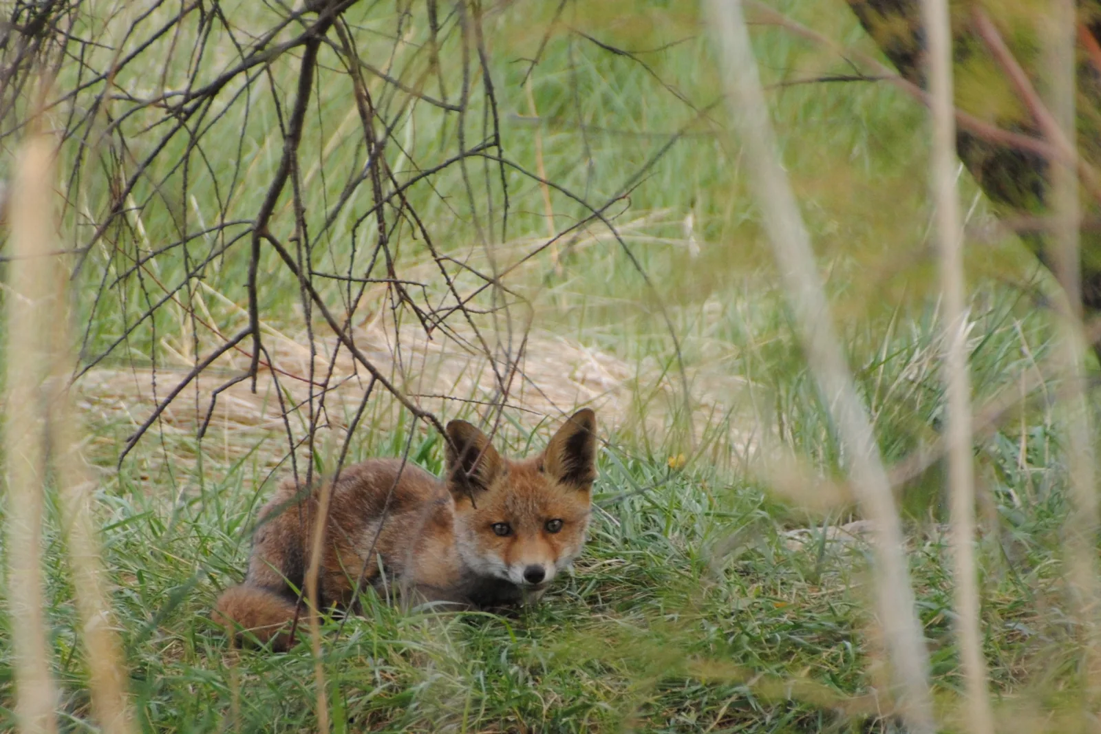 Zorro joven en el Parque Nacional de las Tablas de Daimiel