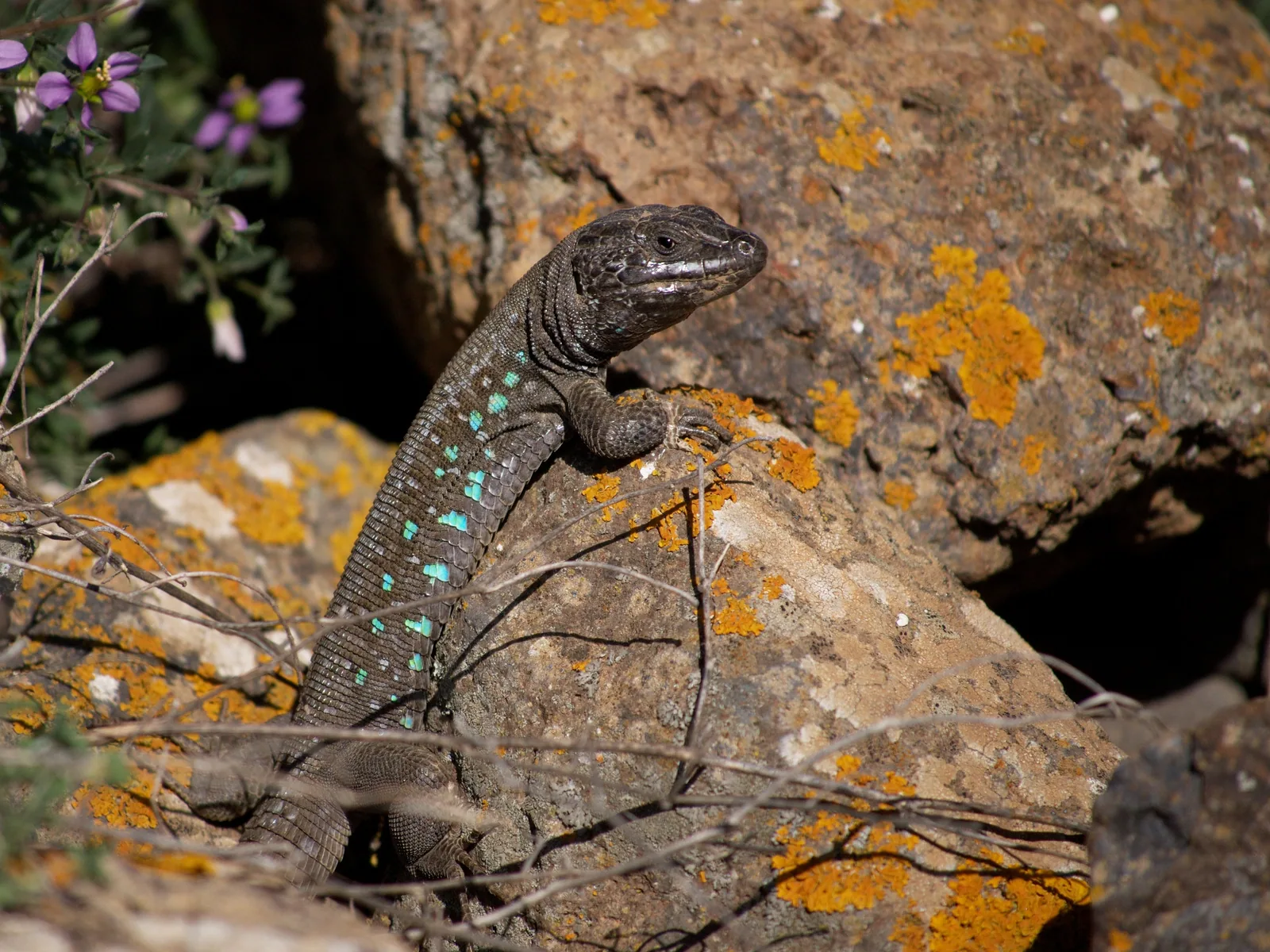 Lagarto atlántico Gallotia atlantica, especie endémica de Lanzarote-Fuerteventura