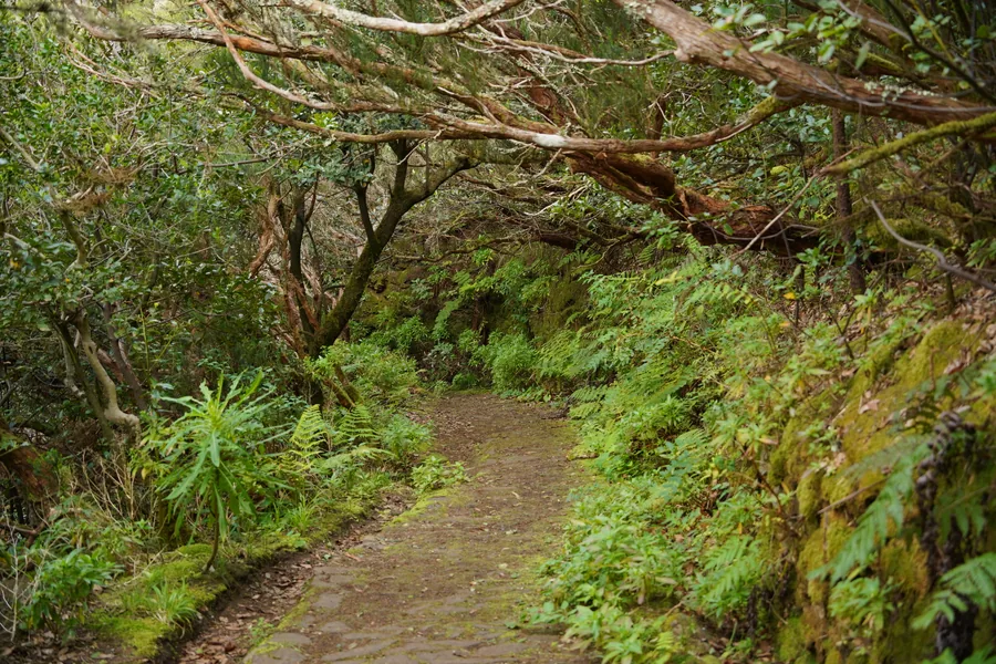 Sendero entre la laurisilva del Macizo de Anaga, Tenerife