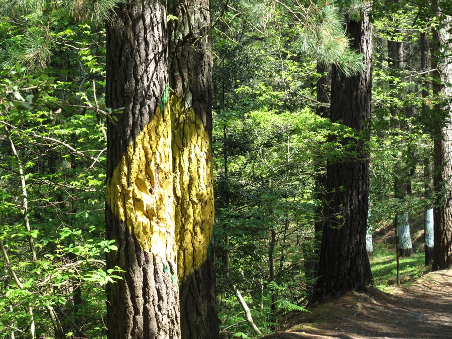 Troncos de pino pintados con motivos geométricos de colores en el Bosque de Oma de Agustín Ibarrola, Kortezubi (Reserva de la Biosfera de Urdaibai)