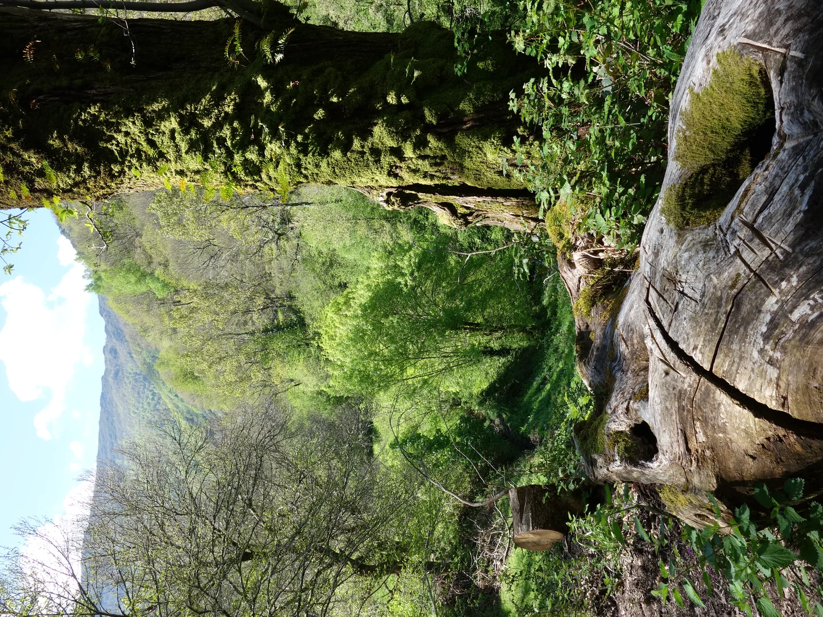 Interior del hayedo de la Devesa da Rogueira, uno de los bosques mejor conservados de Galicia