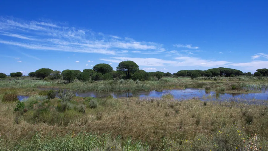 Las lagunas de El Acebuche en julio, con láminas de agua entre carrizos y juncos y el pinar de pino piñonero al fondo, Centro de Visitantes El Acebuche, Parque Nacional de Doñana, Huelva
