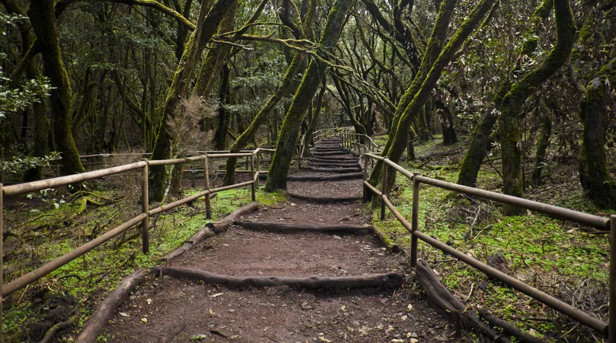 Sendero entre la laurisilva densa del Parque Nacional de Garajonay, La Gomera