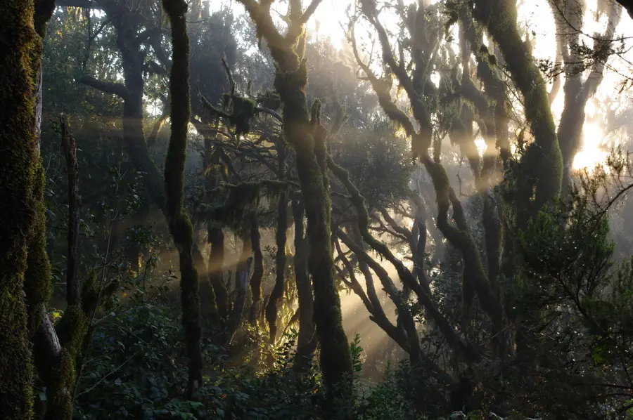 Interior de la laurisilva del bosque de El Cedro, Parque Nacional de Garajonay, La Gomera