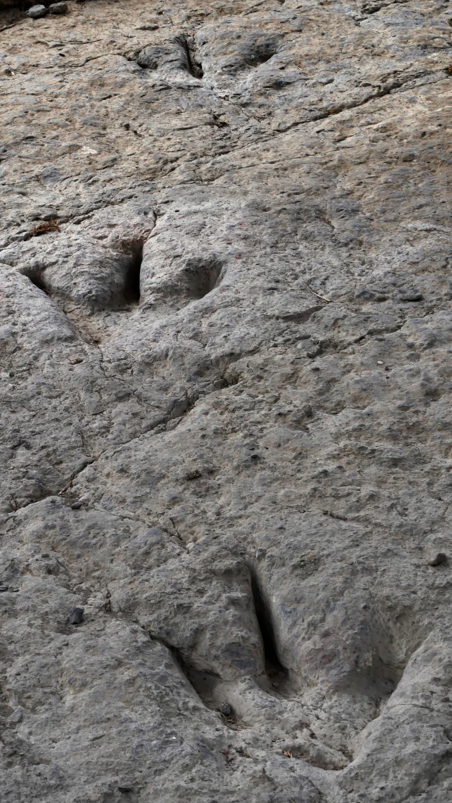 Rastro de huellas de dinosaurio (icnitas) en el yacimiento de Valdecevillo, Enciso, La Rioja