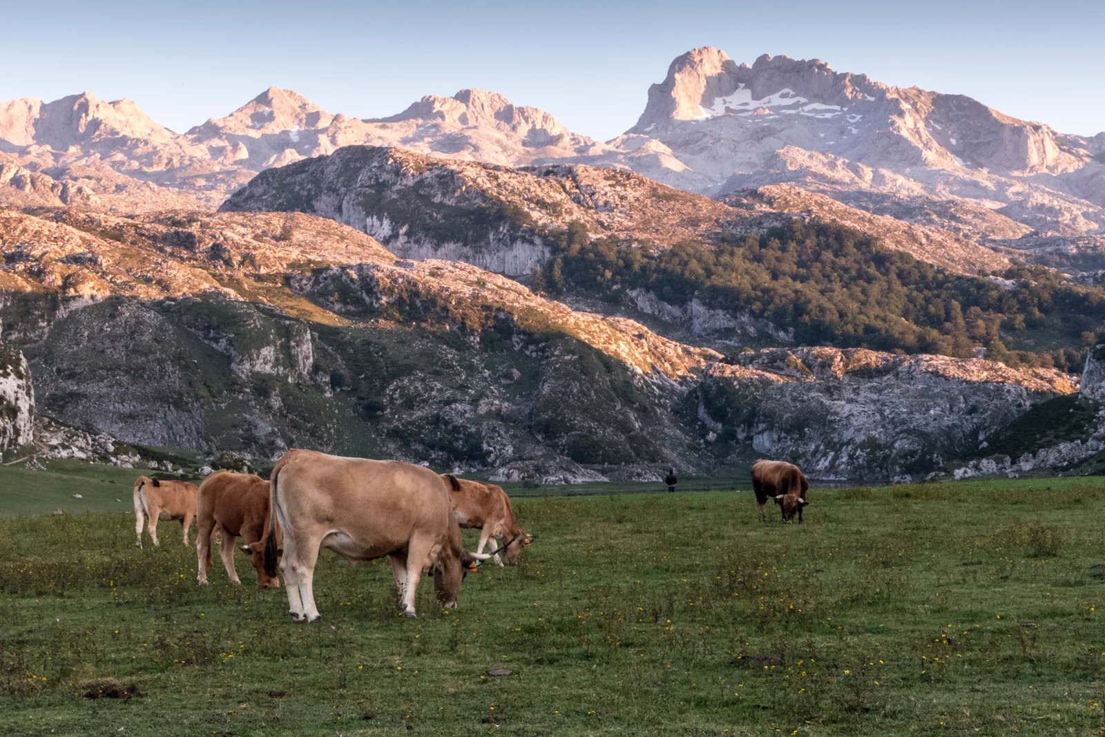 El Lago de la Ercina con las peñas de los Picos de Europa al fondo