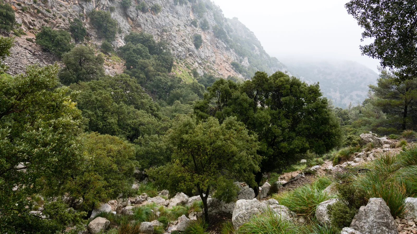 El torrente de Coma Freda, en la subida al Massanella