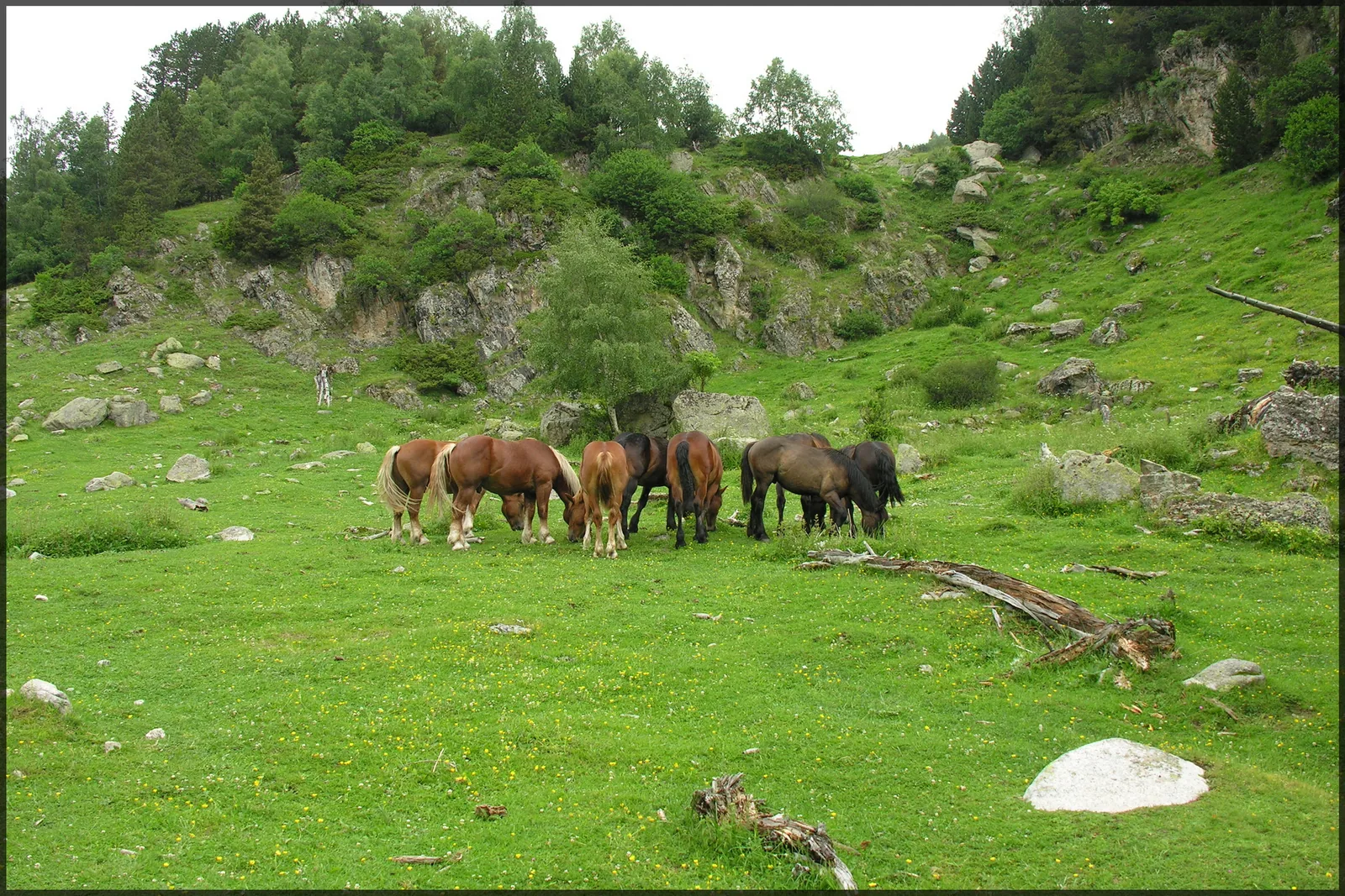 Caballos pastando en los prados del Parque Nacional de Aigüestortes i Estany de Sant Maurici