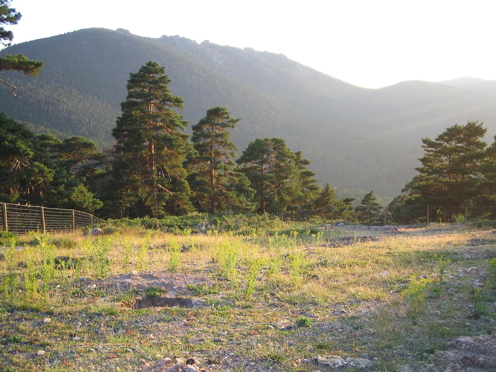 Pradera del Puerto de Navacerrada, inicio de la ruta a los Siete Picos