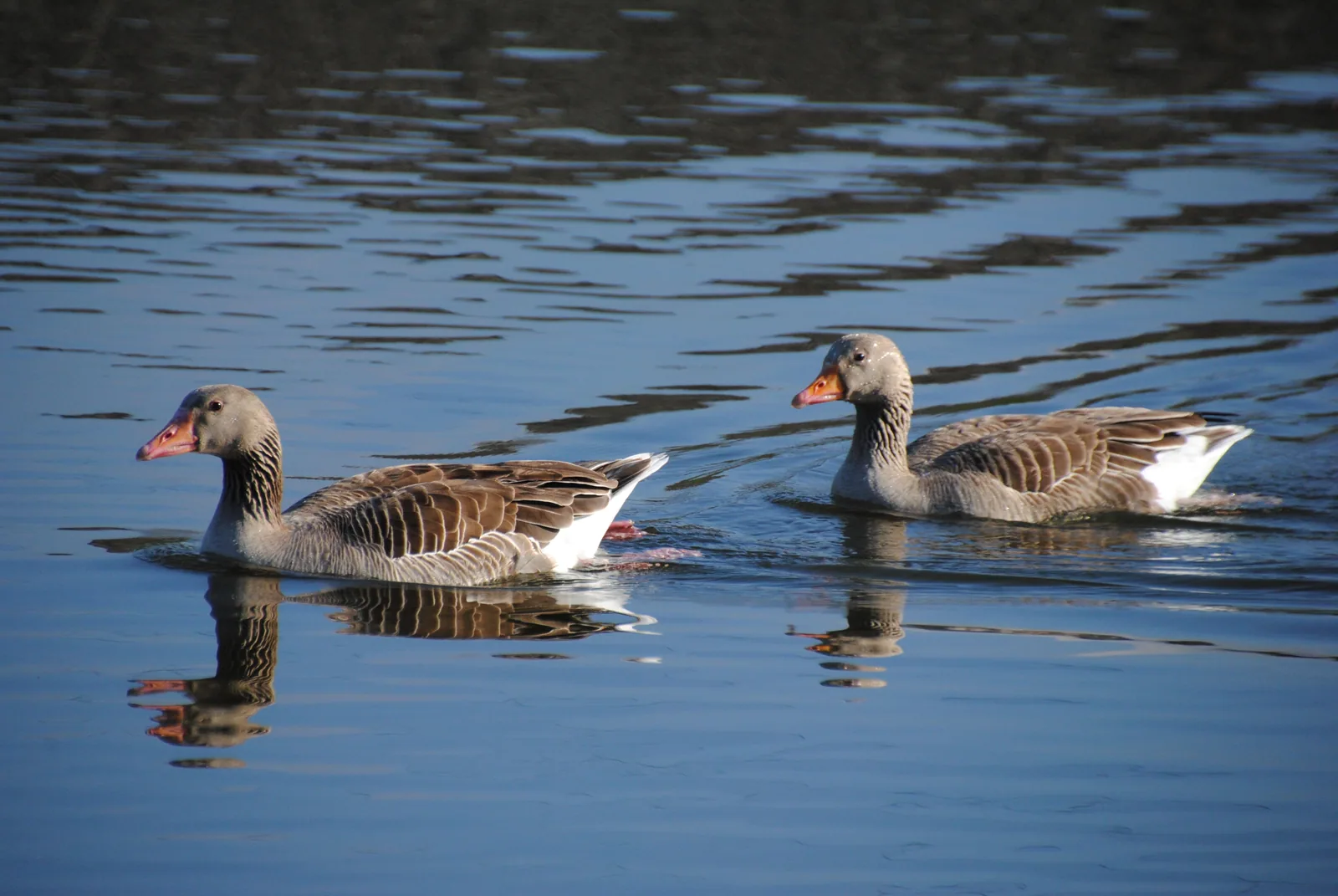Ánsares comunes nadando en las Tablas de Daimiel