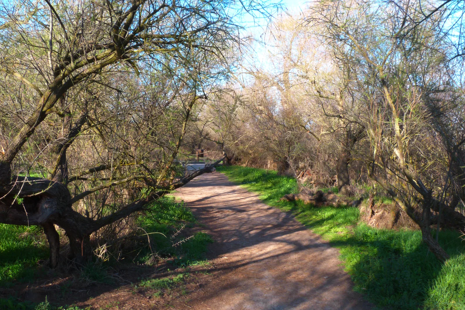 Camino entre tarayes en el Parque Nacional de las Tablas de Daimiel