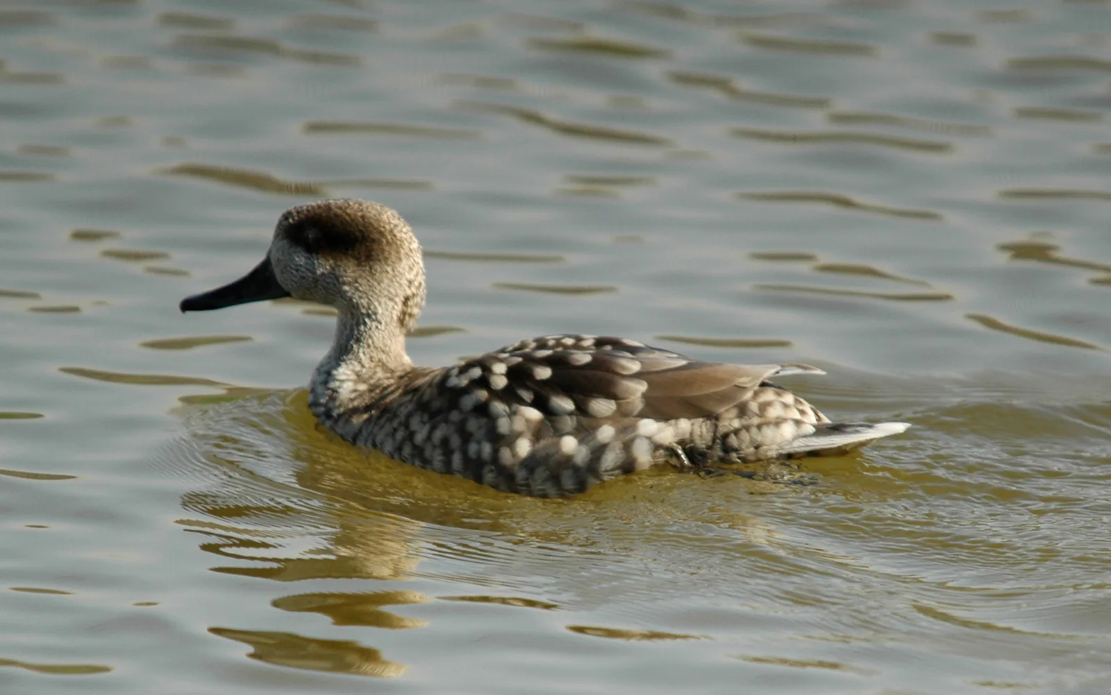 Cerceta pardilla en aguas de las Tablas de Daimiel