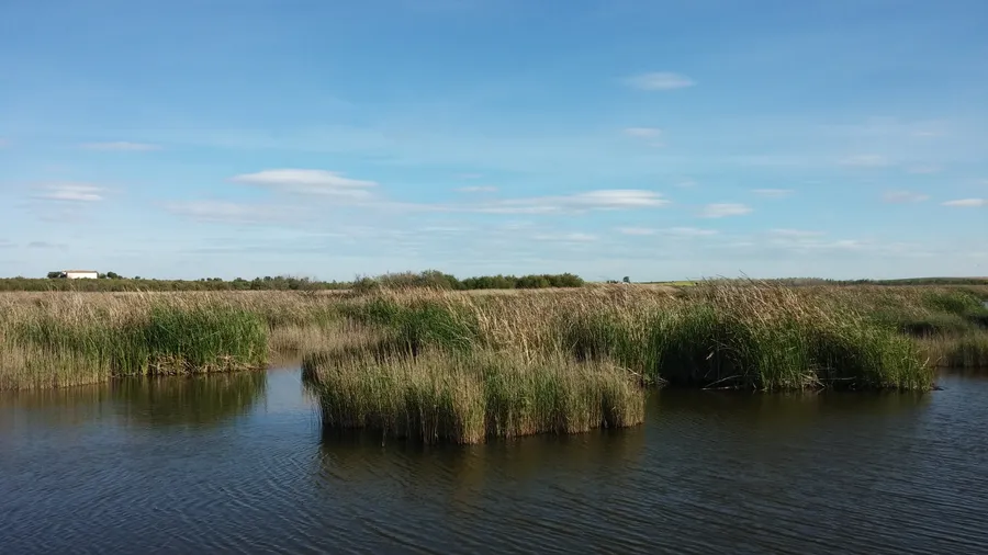 Lámina de agua de la Laguna Permanente entre islas de masiega y carrizo, en el Parque Nacional de las Tablas de Daimiel (Ciudad Real)