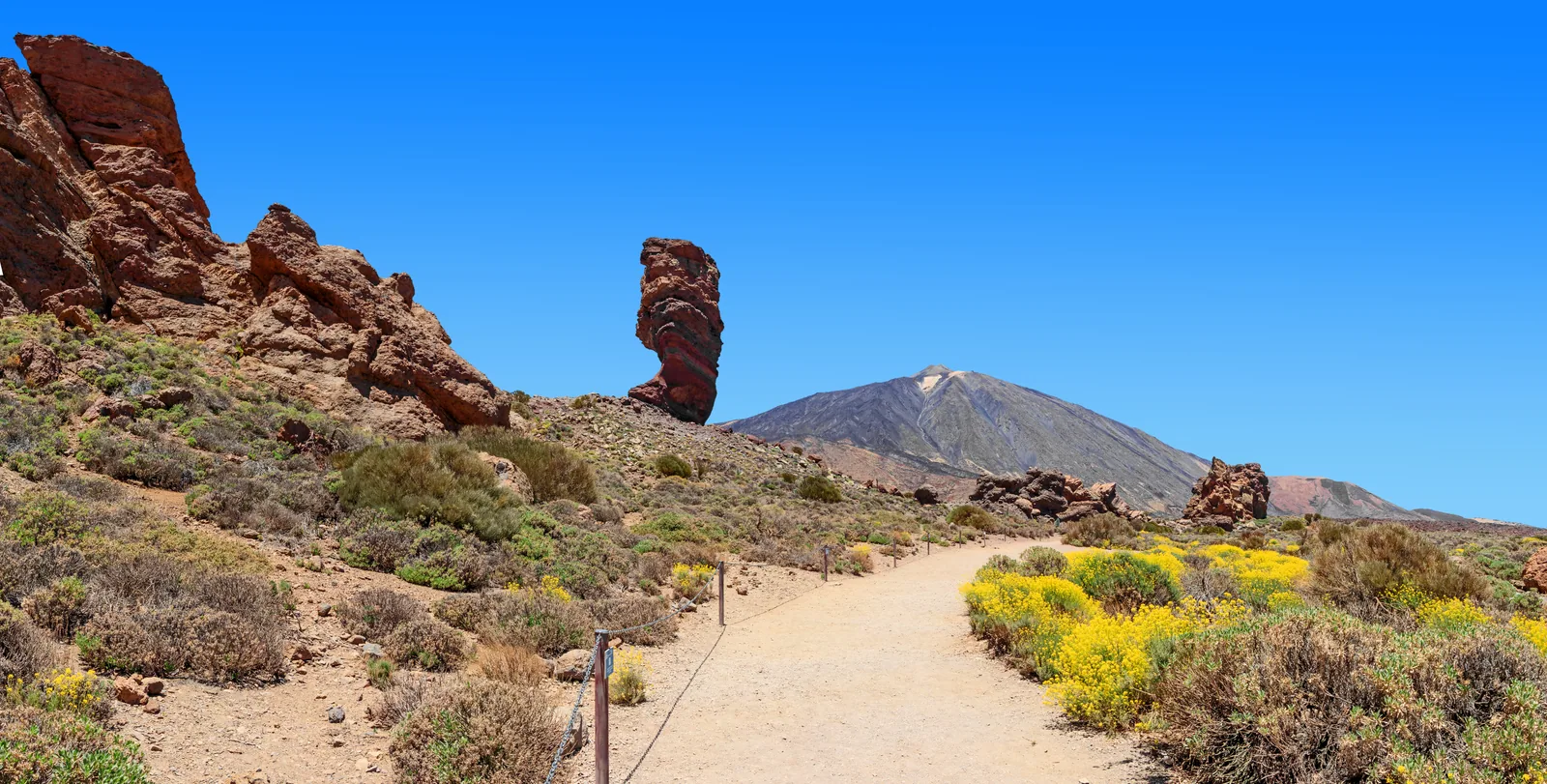 Sendero entre retamas en flor, con los Roques de García y el Teide