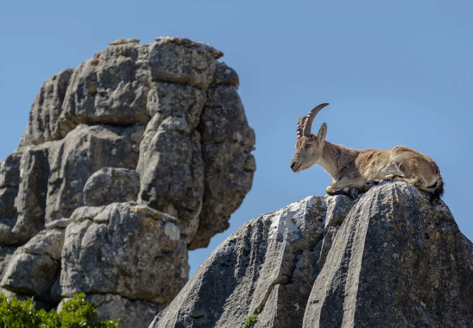 Cabra montés (Capra pyrenaica) entre las rocas del Torcal de Antequera