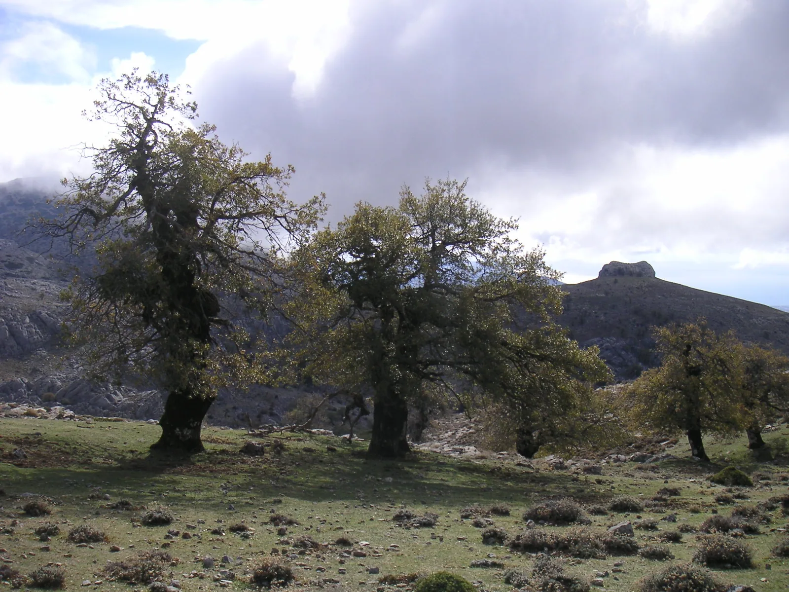 Quejigos y La Alcazaba en la Sierra de las Nieves