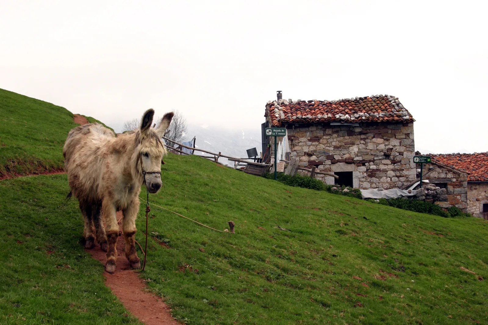 Burro junto a una cabaña de la majada de la Terenosa, en la subida al Naranjo de Bulnes